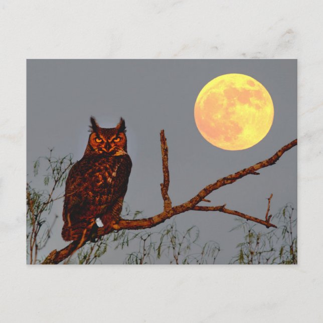 Postal Búho Americano | Luna Llena (Anverso)