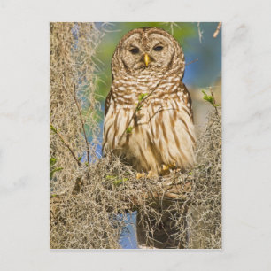 Postal Búho barredado (Strix varia) posado en un ciprés