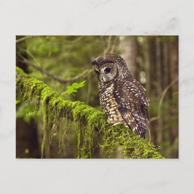 Postal Búho manchado del norte (Strix occidentals caurina (Anverso)