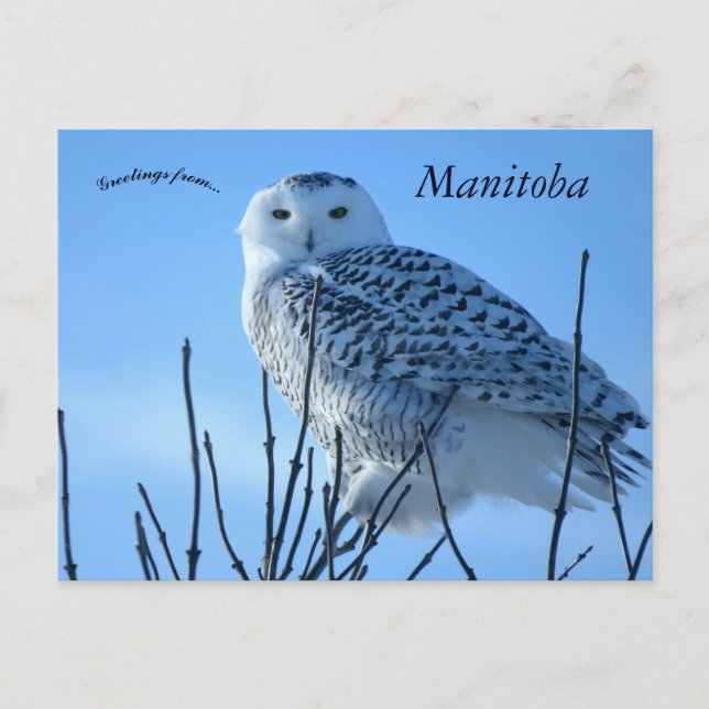 Postal Búho Nival en Manitoba Canadá (Anverso)