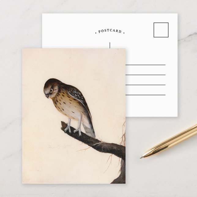 Postal Búho pequeño | William Lewin (Subido por el creador)