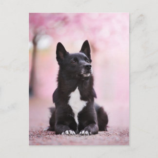 Postal Buhund noruego negro y flores de cerezo