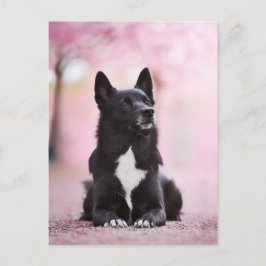 Postal Buhund noruego negro y flores de cerezo