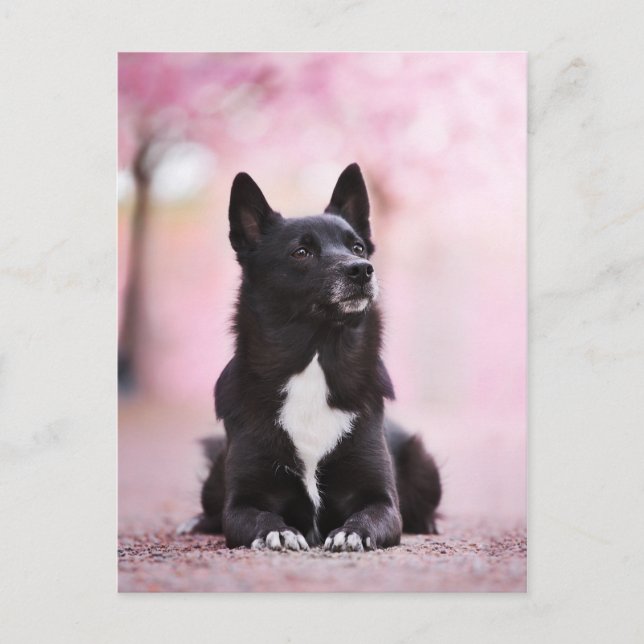 Postal Buhund noruego negro y flores de cerezo (Anverso)