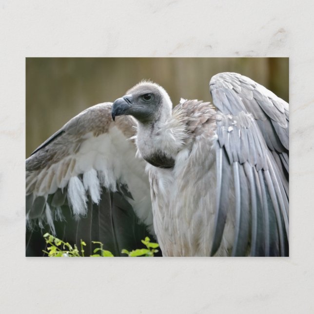 Postal Buitre con alas abiertas (Anverso)