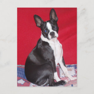 Postal Buitre de Little Lady Lola