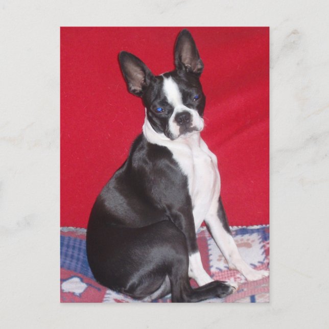 Postal Buitre de Little Lady Lola (Anverso)