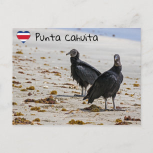 Postal Buitres negros en Punta Cahuita - Costa Rica