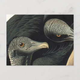 Postal Buitres negros, John James Audubon