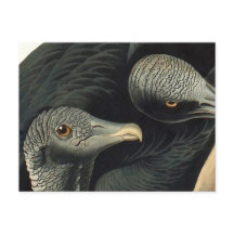 Buitres negros, John James Audubon