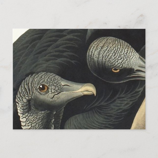 Postal Buitres negros, John James Audubon (Anverso)
