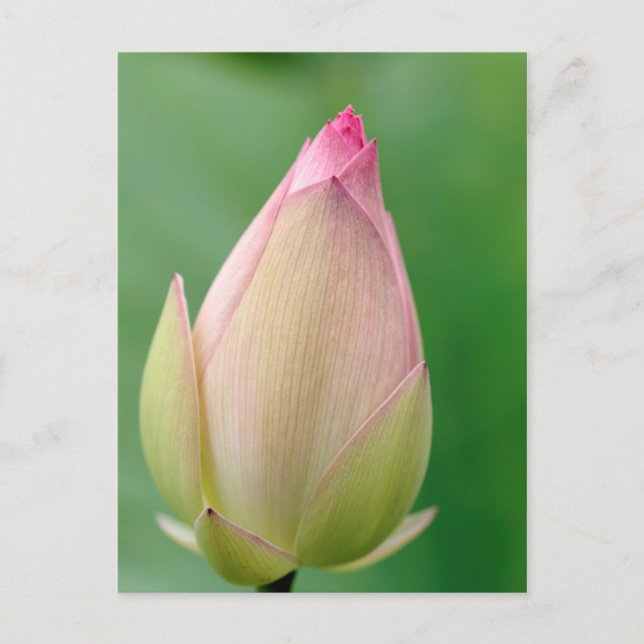 Postal Bulbo de Nenúfar sin Abrir, Durban Botanical (Anverso)
