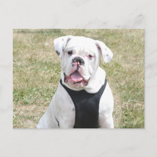 Postal Buldog blanco