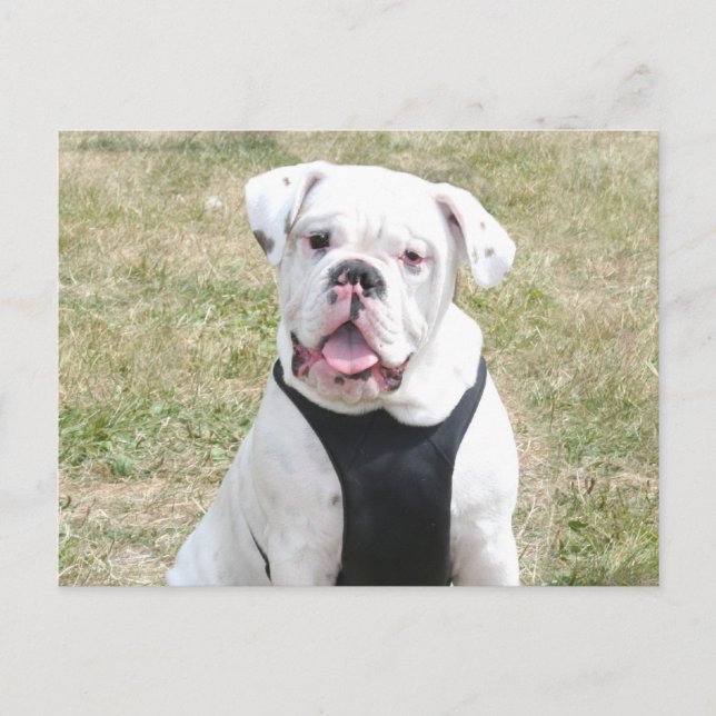 Postal Buldog blanco (Anverso)