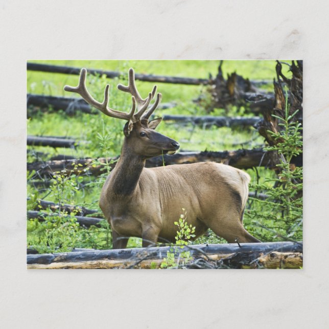 Postal Bull Elk (Anverso)