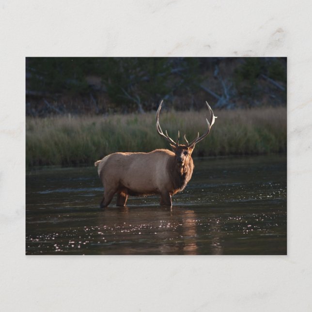 Postal Bull Elk (Anverso)