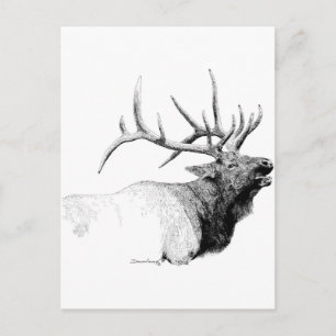 Postal Bull Elk