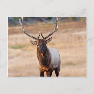 Postal Bull Elk