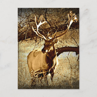 Postal Bull Elk