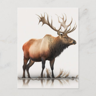Postal Bull Elk