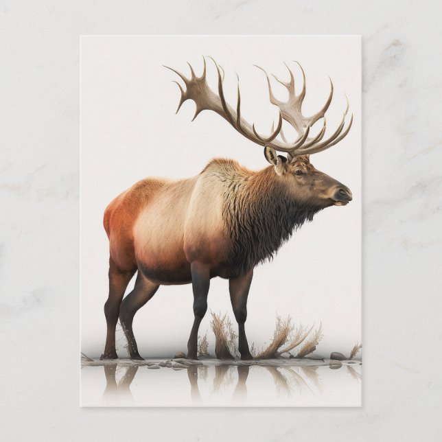 Postal Bull Elk (Anverso)