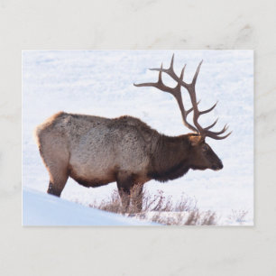 Postal Bull Elk