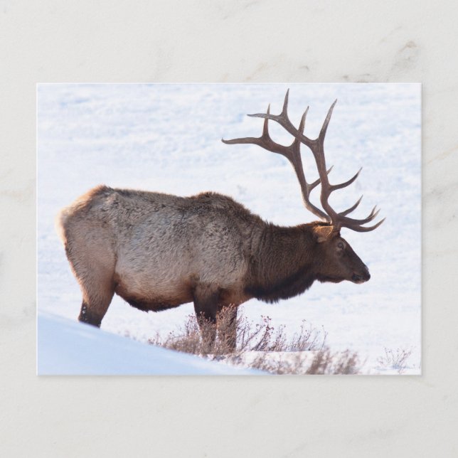 Postal Bull Elk (Anverso)