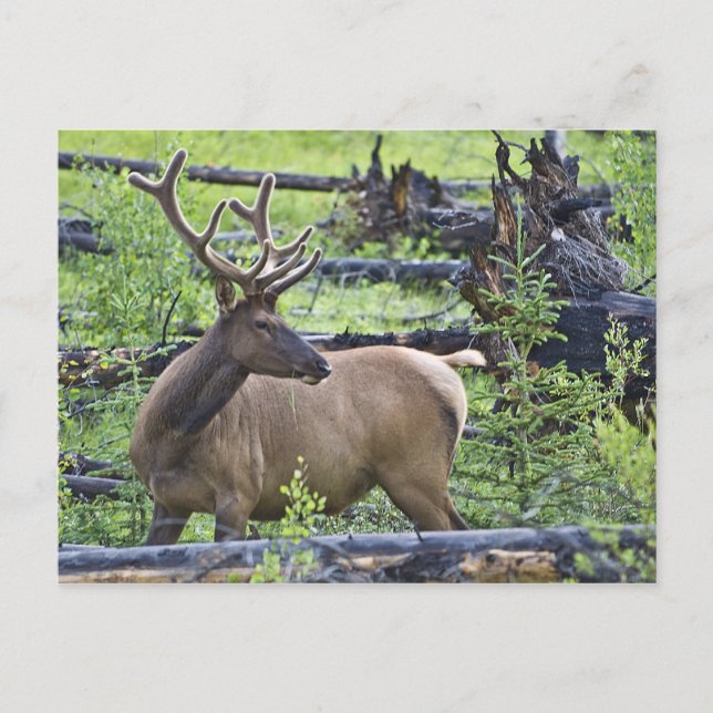 Postal Bull Elk (Anverso)