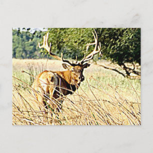 Postal Bull Elk