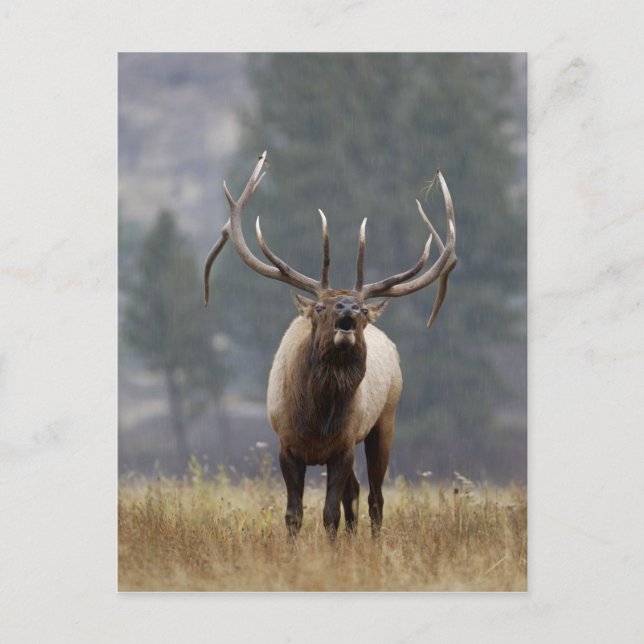 Postal Bull Elk bugling, Yellowstone NP, Wyoming 2 (Anverso)