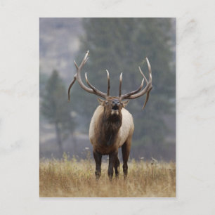 Postal Bull Elk bugling, Yellowstone NP, Wyoming 2