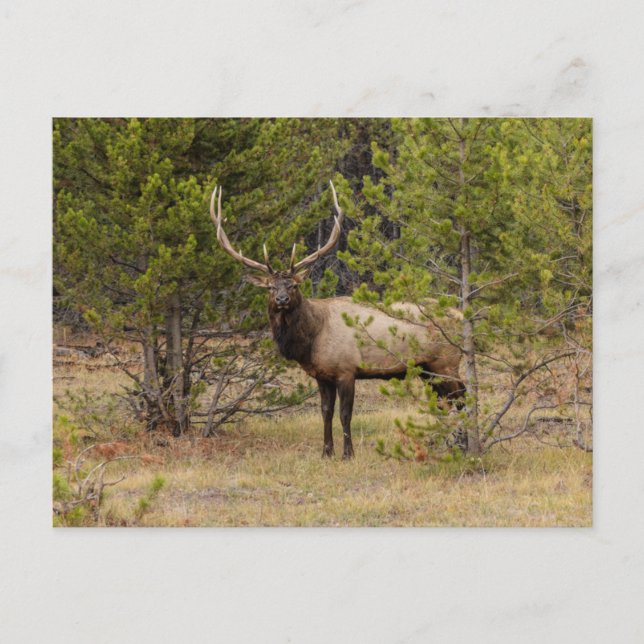 Postal Bull Elk | En el Parque Nacional Yellowstone (Anverso)