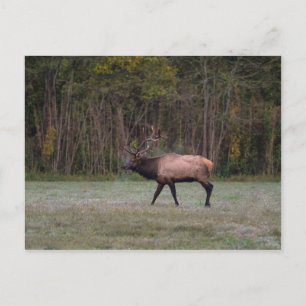 Postal Bull Elk Morning Walk Blank Postcard