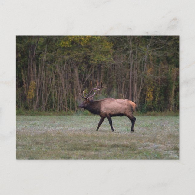 Postal Bull Elk Morning Walk Blank Postcard (Anverso)