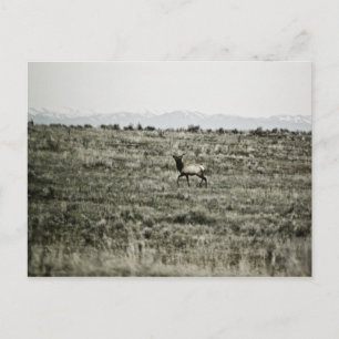 Postal Bull Elk P2800