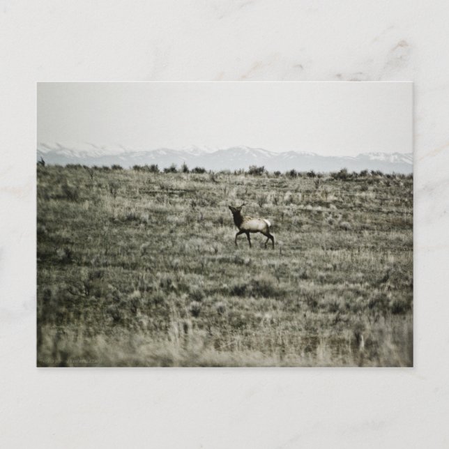 Postal Bull Elk P2800 (Anverso)