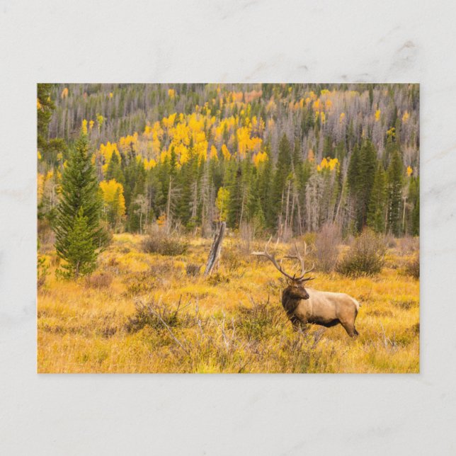 Postal Bull Elk | Parque nacional de las Montañas Rocosas (Anverso)