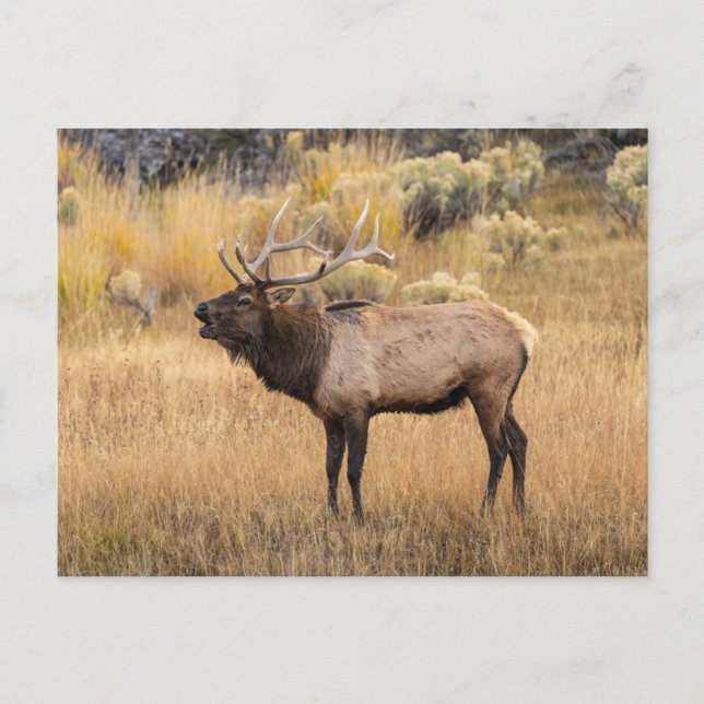 Postal Bull Elk | Parque nacional Yellowstone (Anverso)