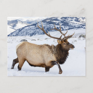 Postal Bull Elk   Wyoming