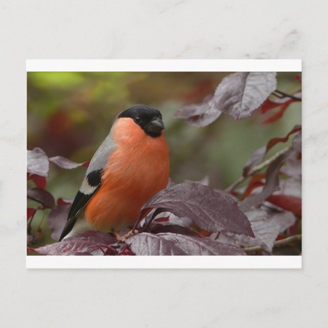 Postal Bull Finch (Anverso)