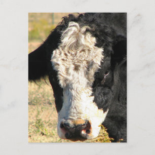 Postal Bull Handsome