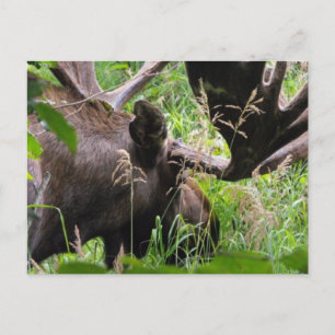 Postal Bull Moose