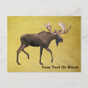 Postal Bull Moose