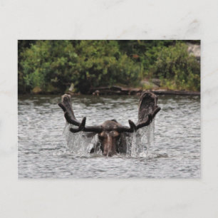 Postal Bull Moose