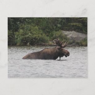Postal Bull Moose