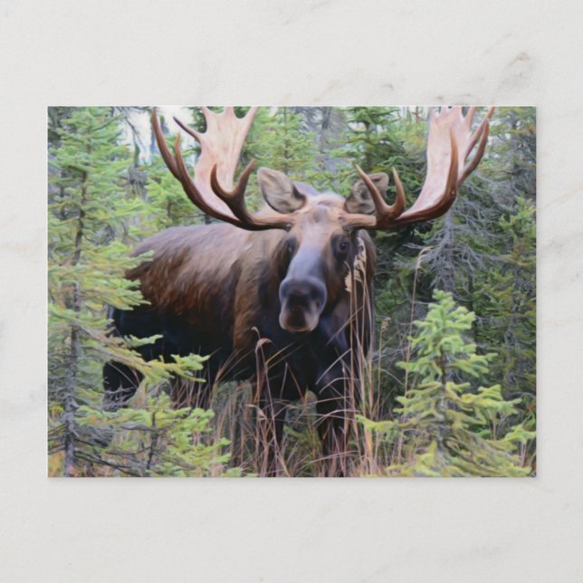 Postal Bull Moose (Anverso)