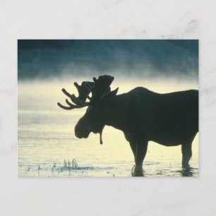 Postal Bull Moose americano