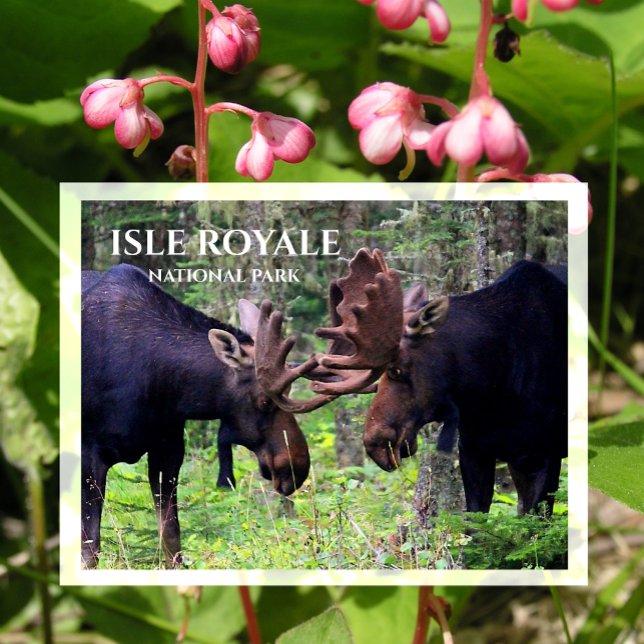 Postal Bull Moose Duel, Isle Royale (Subido por el creador)