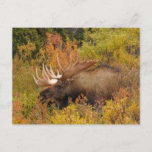 Postal Bull Moose   Parque nacional Denali, Alaska