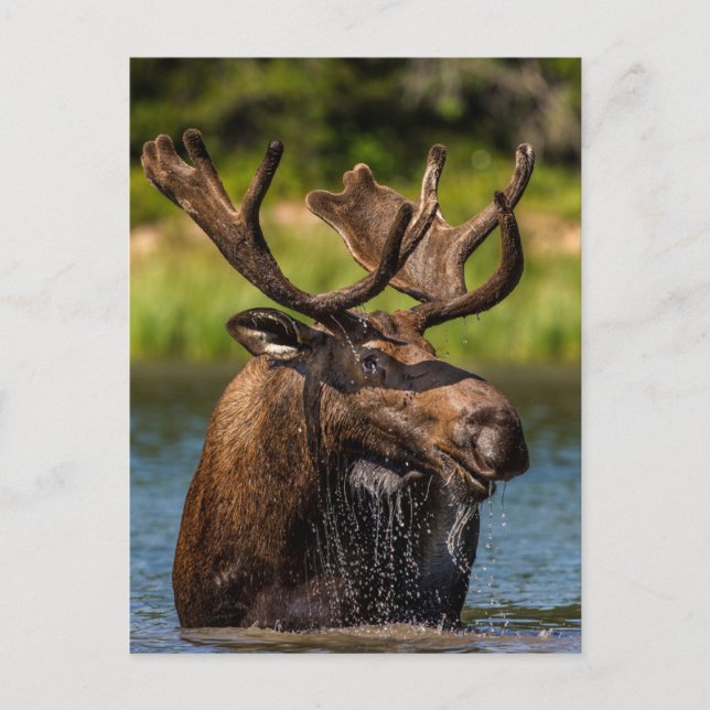 Postal Bull Moose | Parque nacional Glaciar Montana (Anverso)